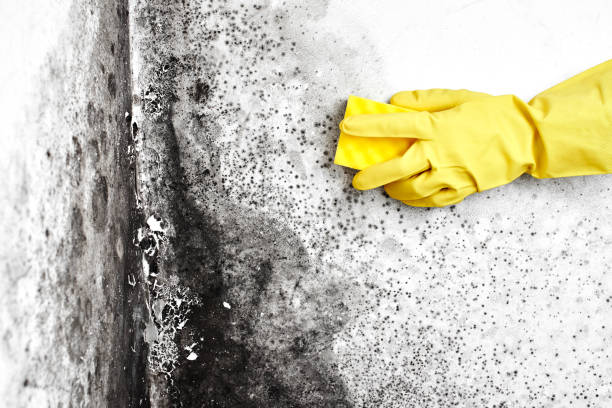 Best Mold Remediation for Specific Building Types in East Port Orchard, WA