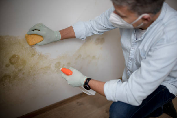 Best Attic Mold Remediation in East Port Orchard, WA