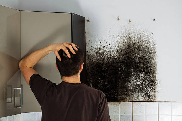 Best Preventive Mold Services in East Port Orchard, WA