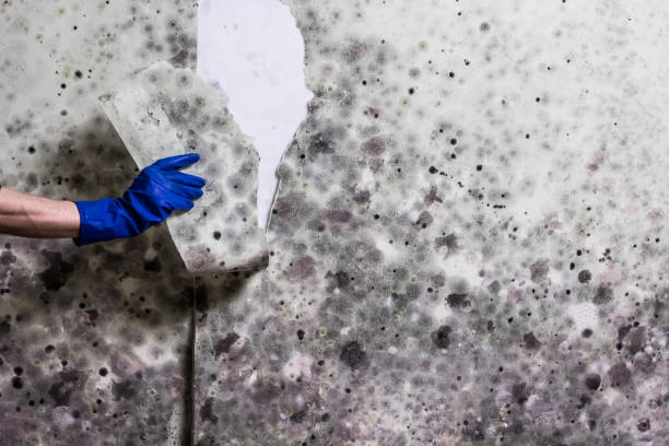 Best HVAC Mold Remediation in East Port Orchard, WA