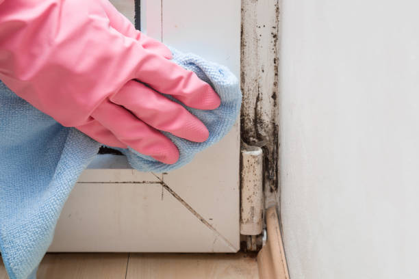 Best Industrial Mold Remediation in East Port Orchard, WA