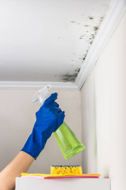 Best Mold Remediation for Specific Building Types in East Port Orchard, WA